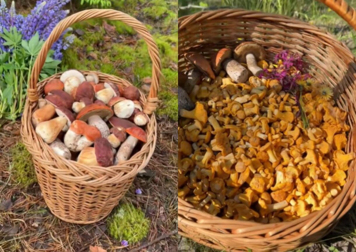 полные корзины боровиков и лисичек полные корзины боровиков и лисичек