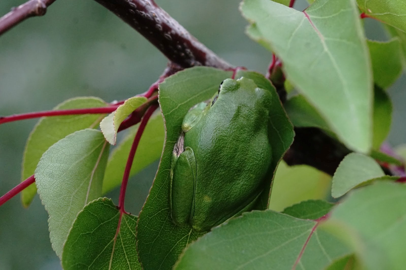 7-Квакша мимикрирует под окружающую среду.jpg