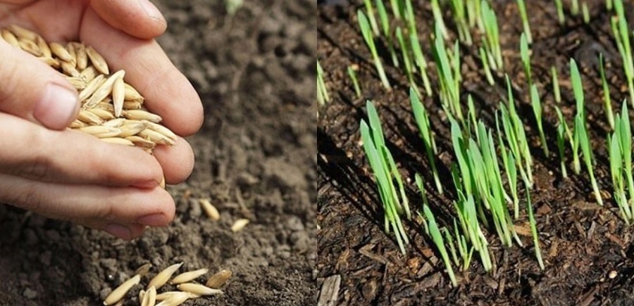 сидерат сидерат3.jpg