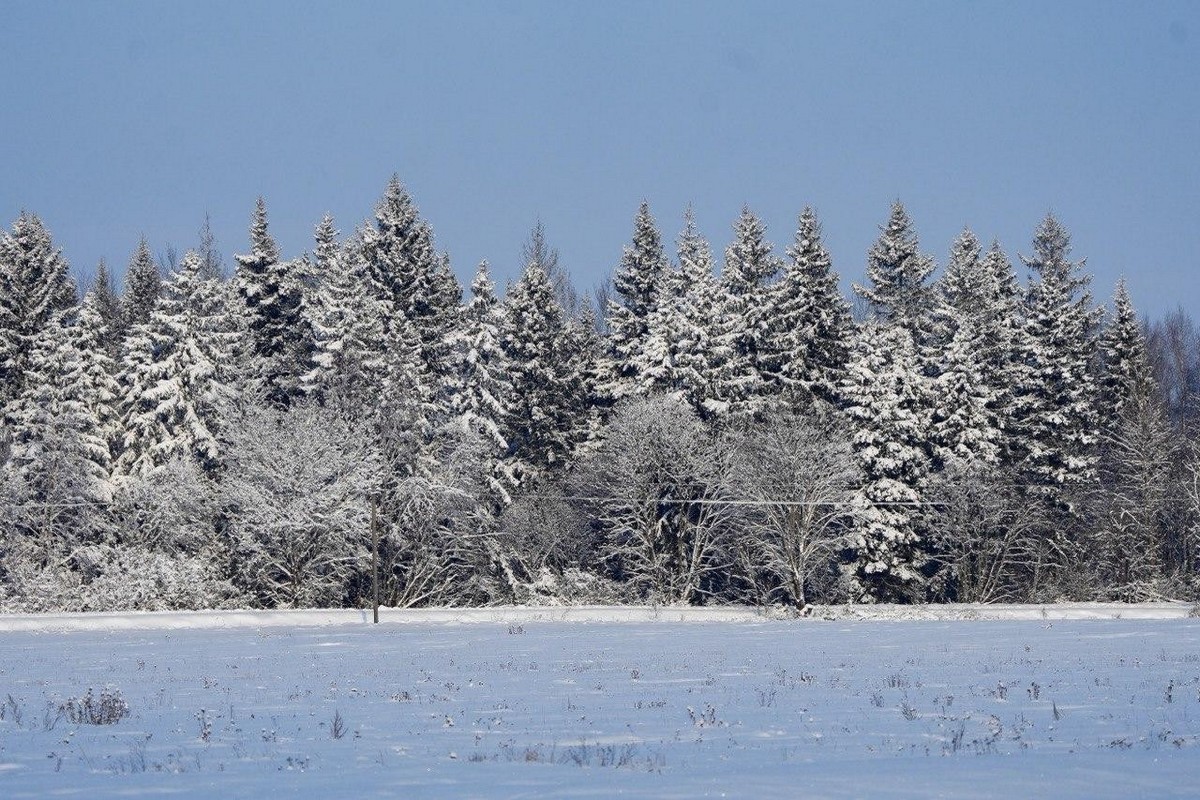 10-Ельник зимой.jpg