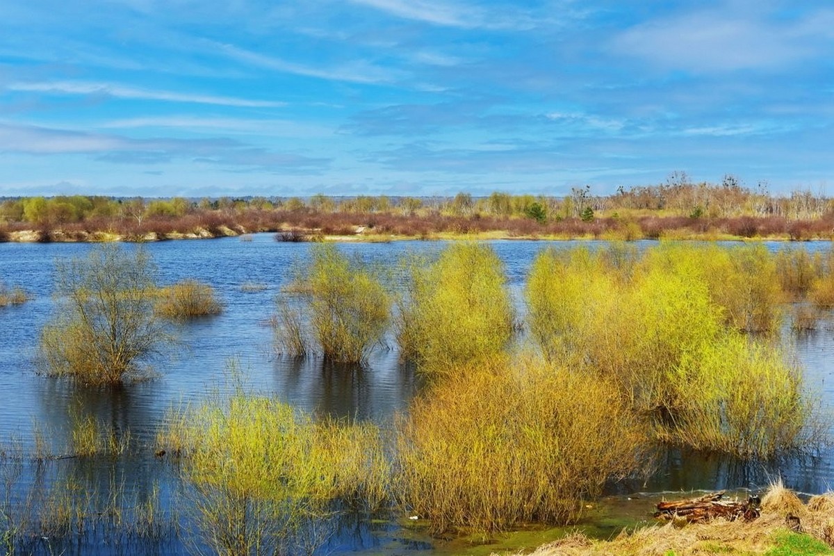 11-Разлив на Туровском лугу одном из крупнейших пойменных лугов Беларуси.jpg