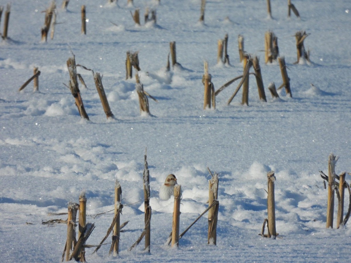 9-Пуночка на убранном кукурузном поле.jpg