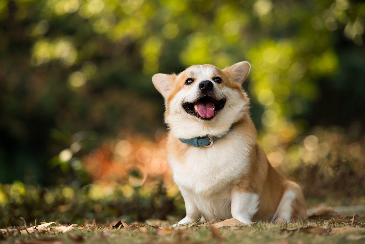 Довольная собака.jpg