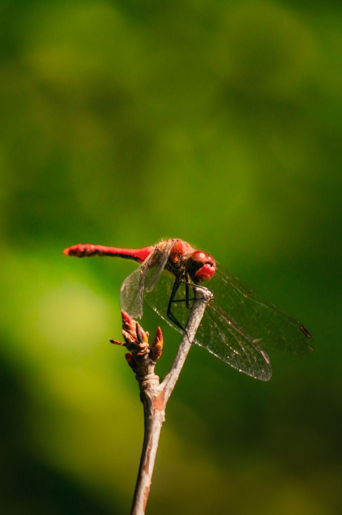 Красная стрекоза 5-Красная стрекоза.jpg