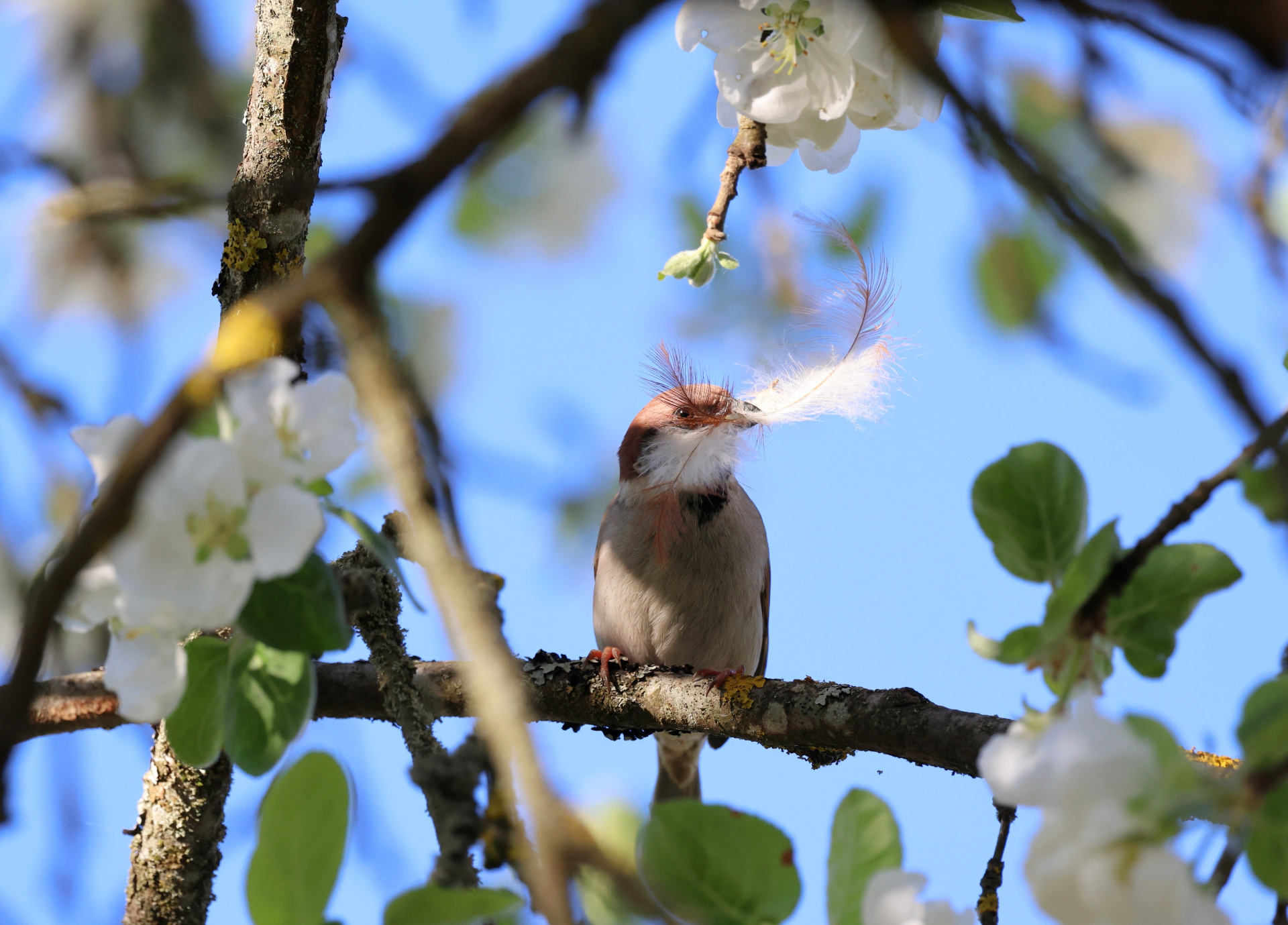 Полевой Воробей.jpg