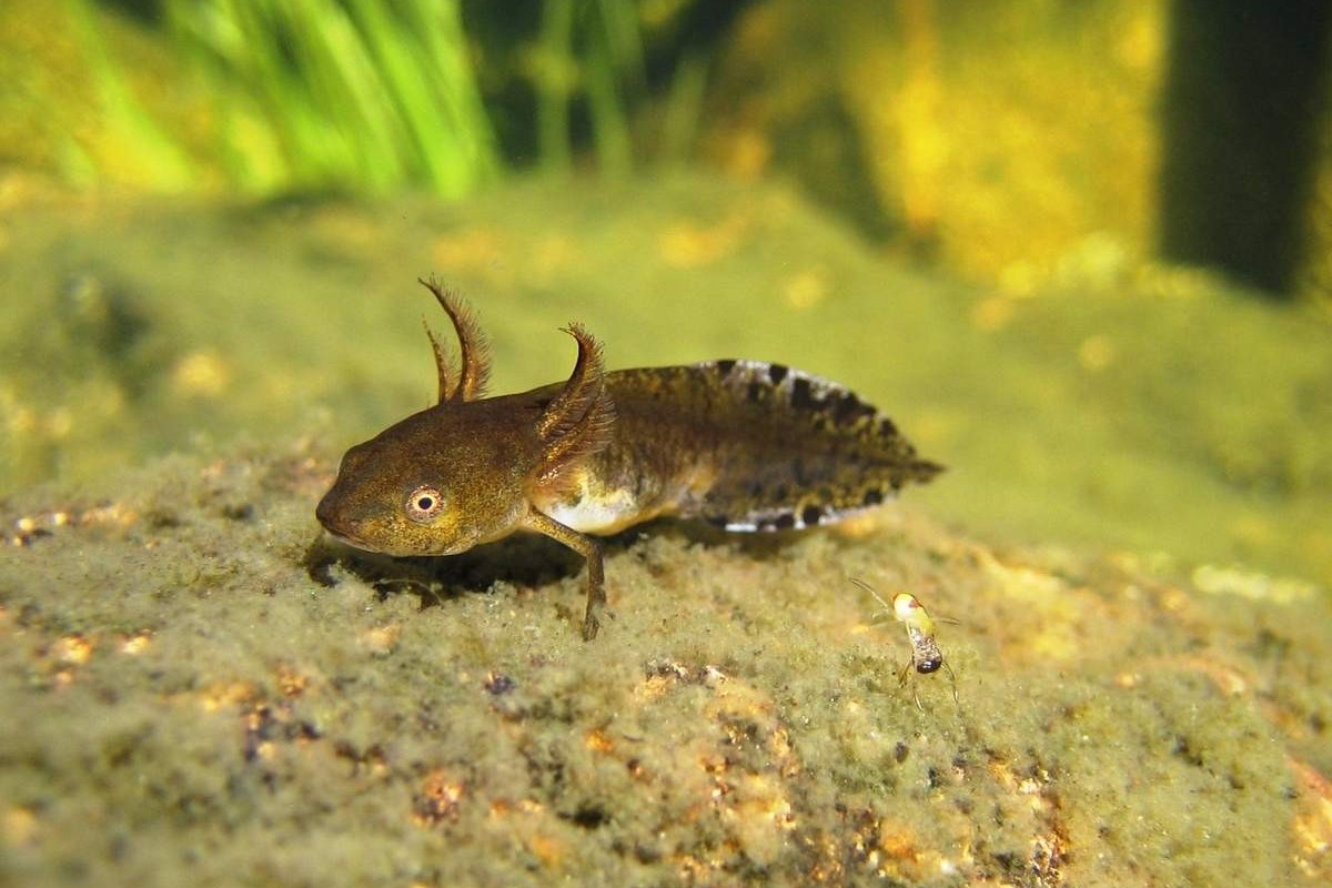 6-Личинка тритона.jpg