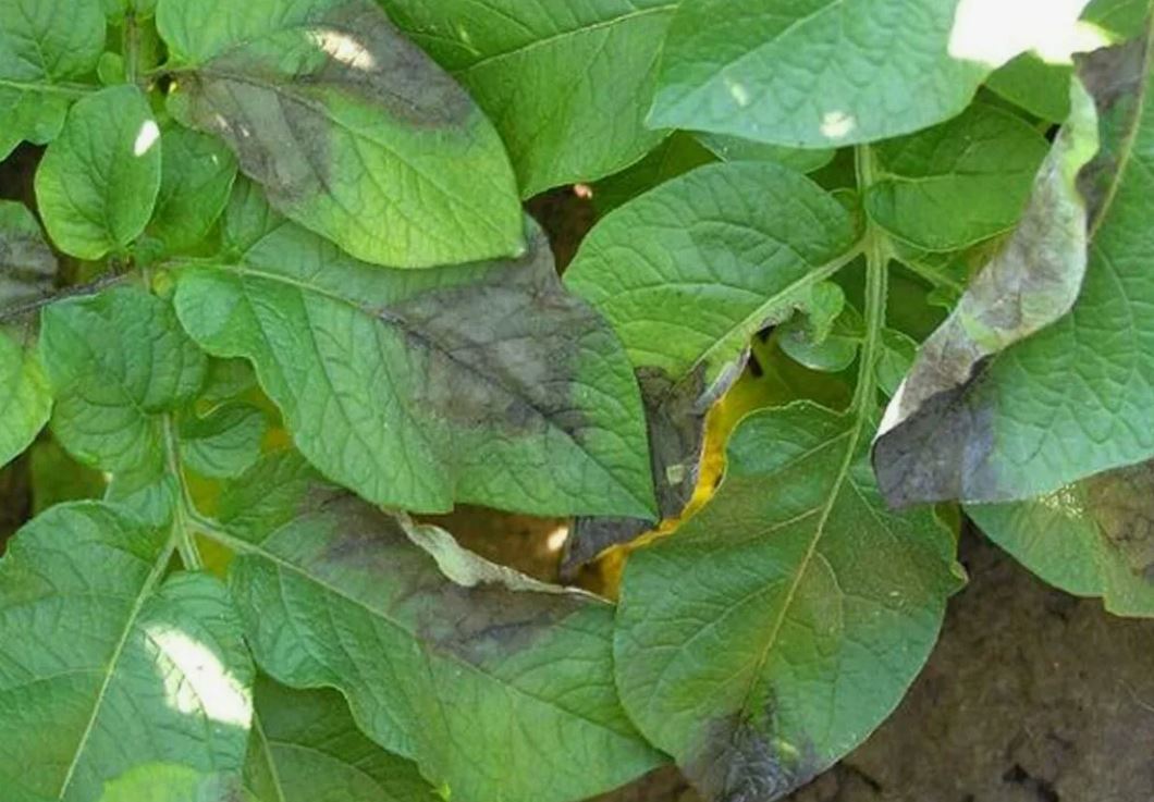 больные листья