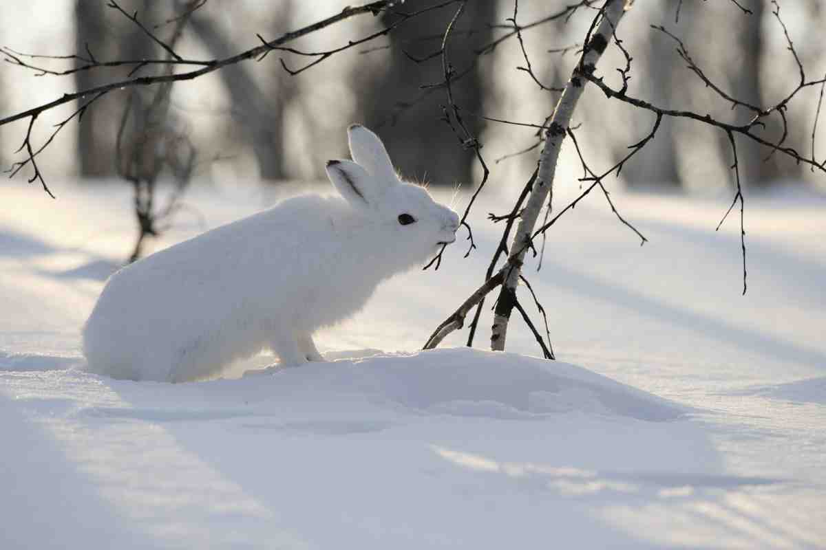 заяц заяц.jpg