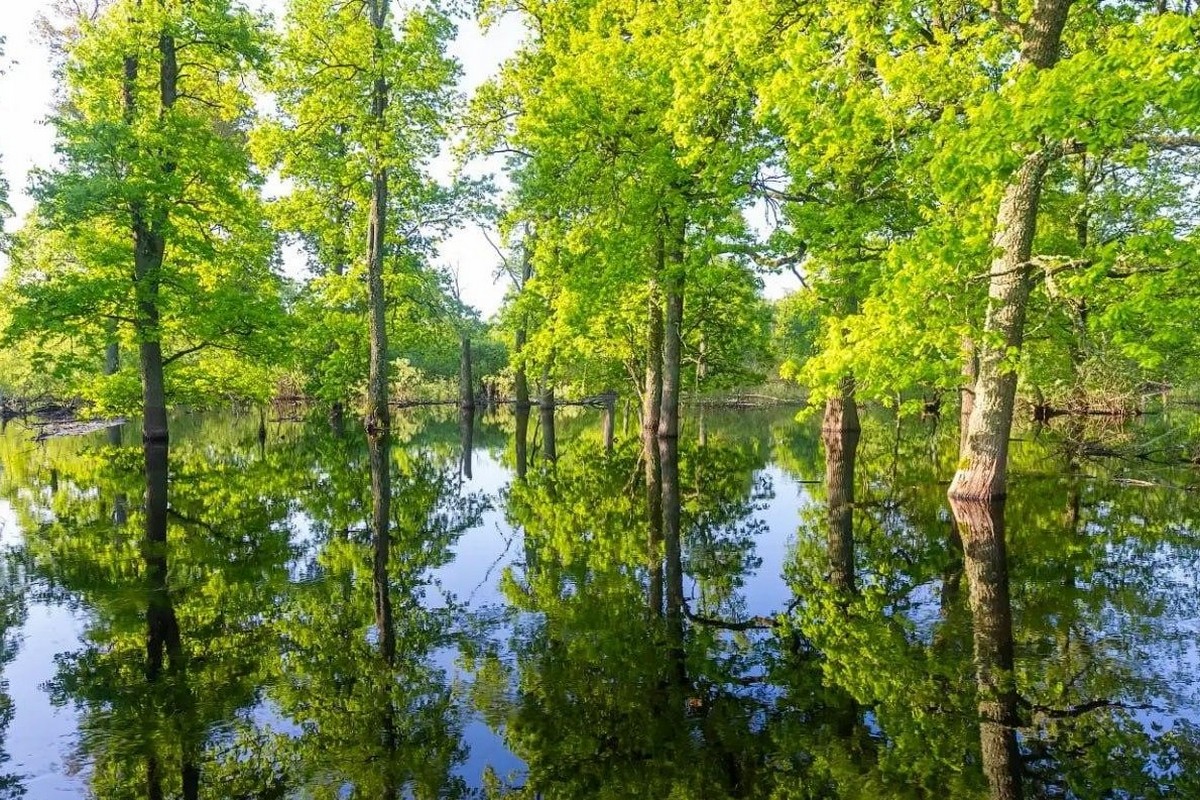 6-Пойменная дубрава во время разлива Припяти.jpg