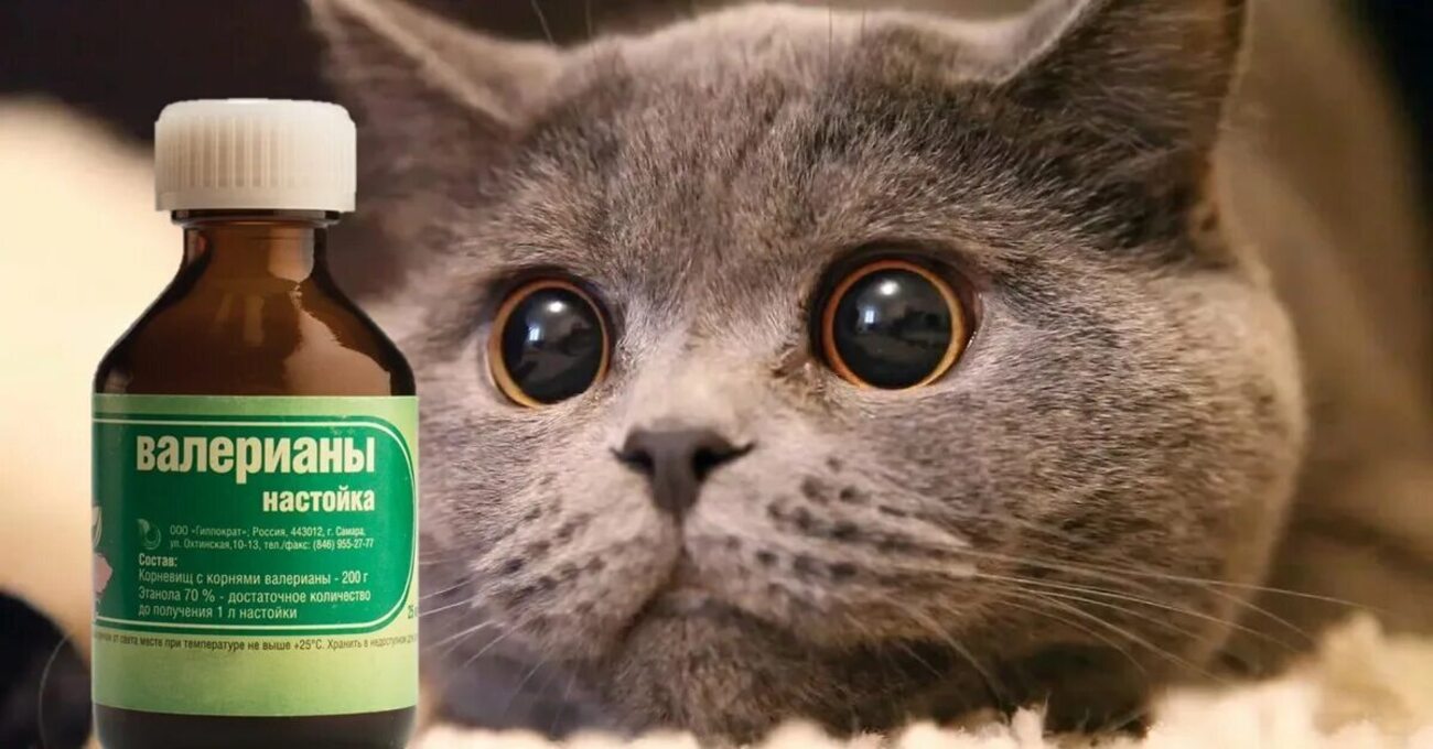 кот и настой валерианы