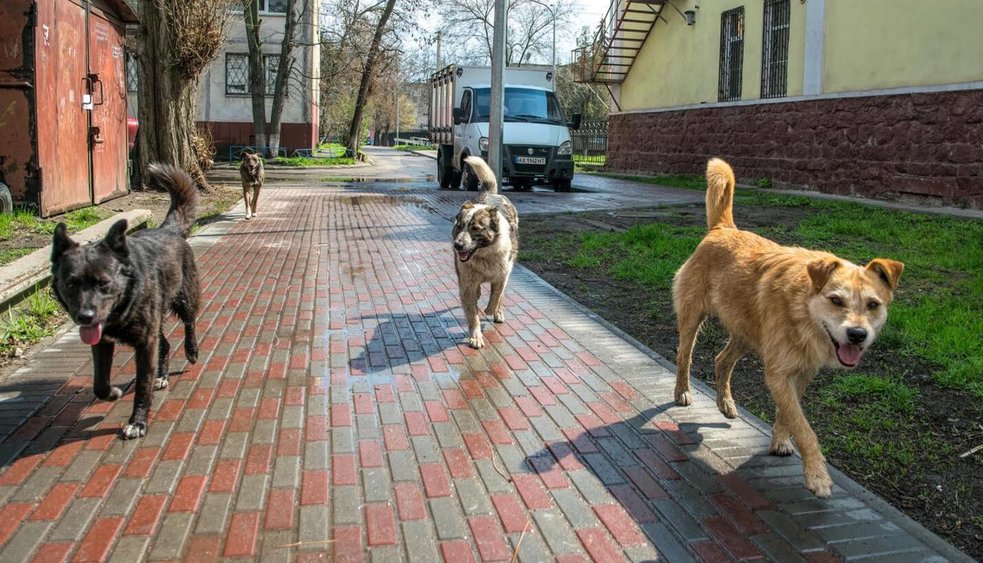 собаки на улице