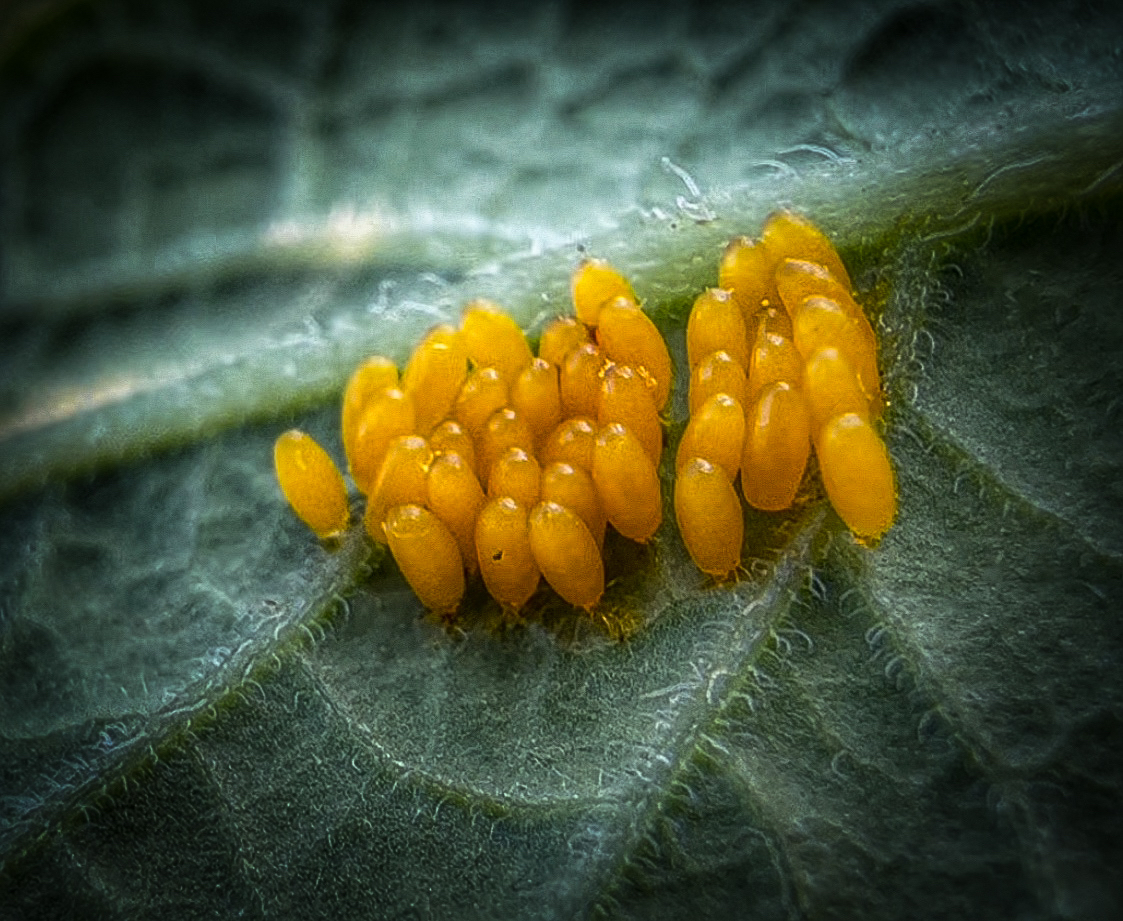 Яйца колорадского жука 