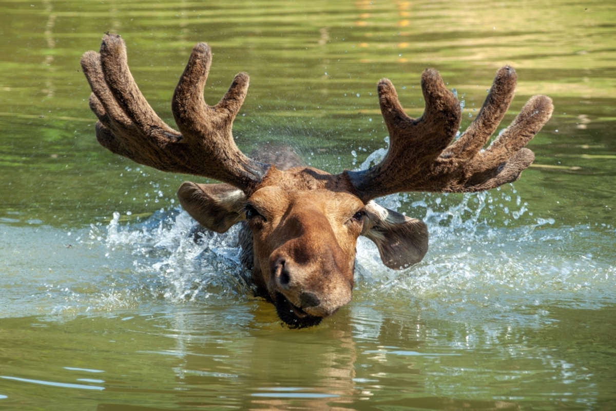 лось в воде