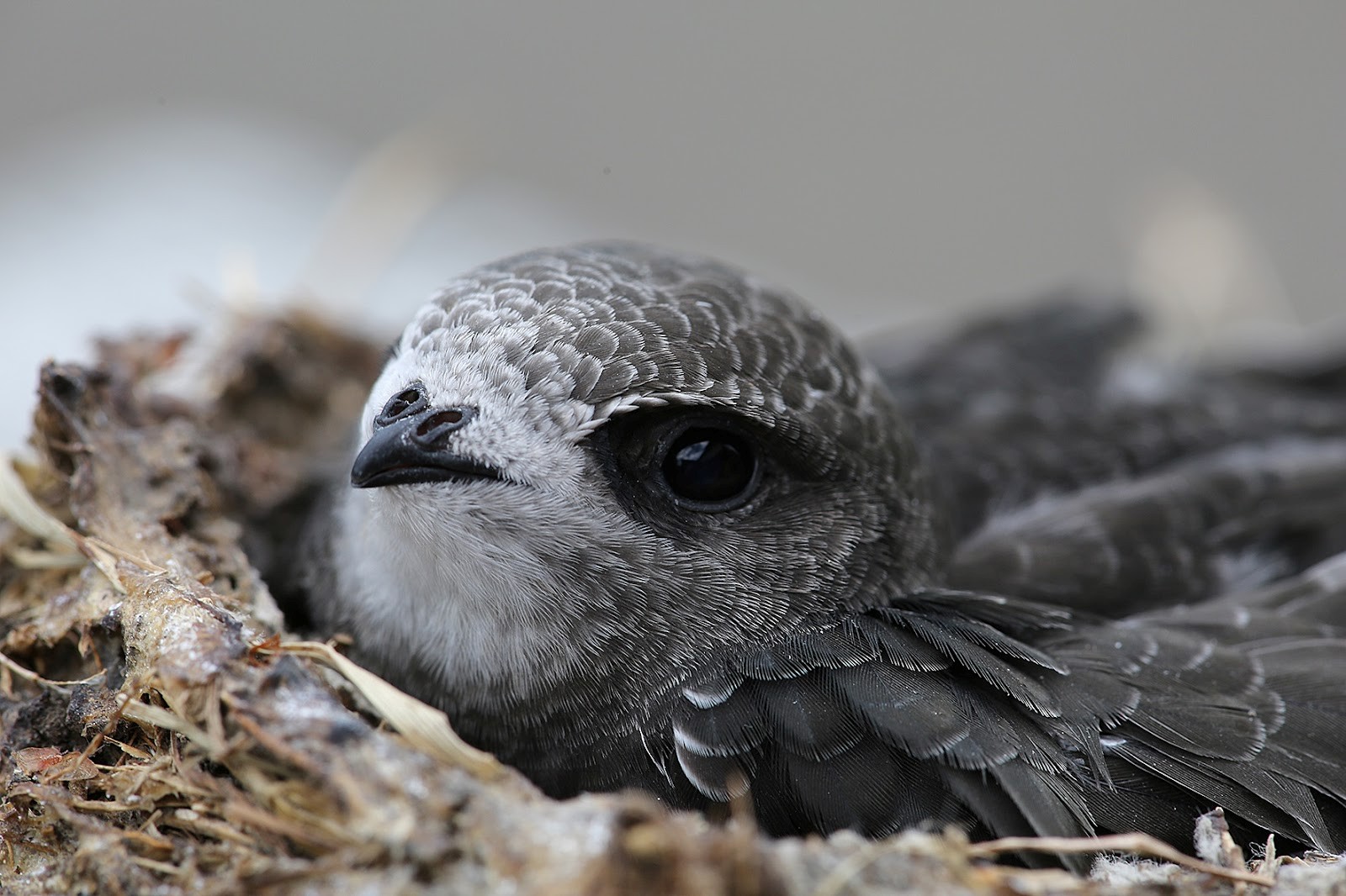 9-Птенец стрижа в гнезде.jpg