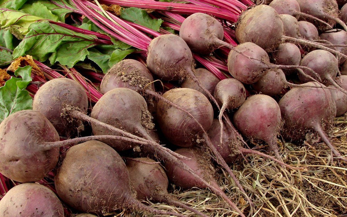 Свёкла