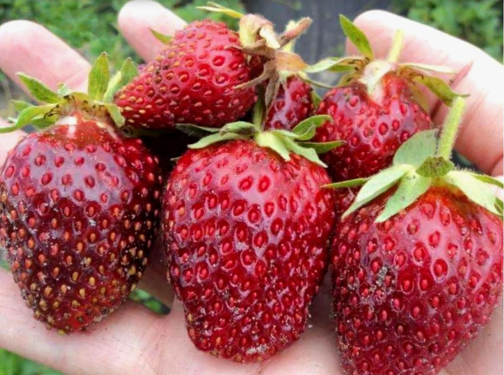 земклуника