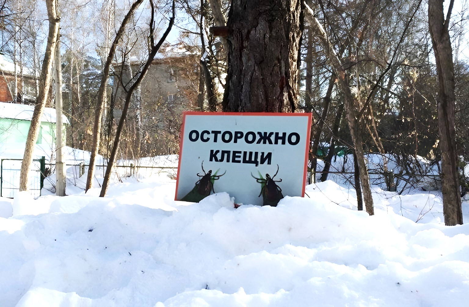 клещи-1-768x543 (1).jpg