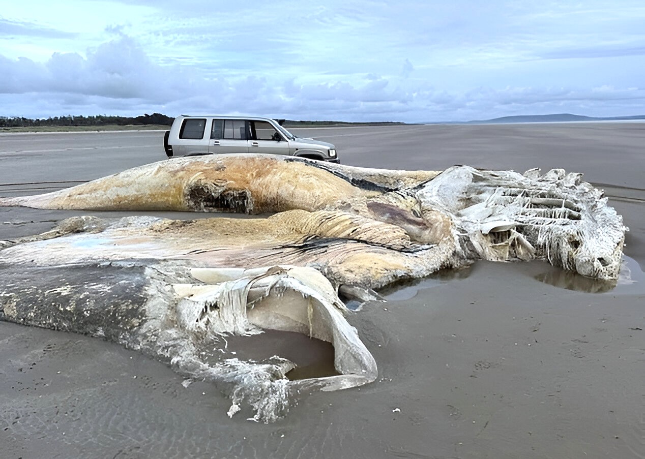 101829517-15065159-image-a-2_175 (1).jpg