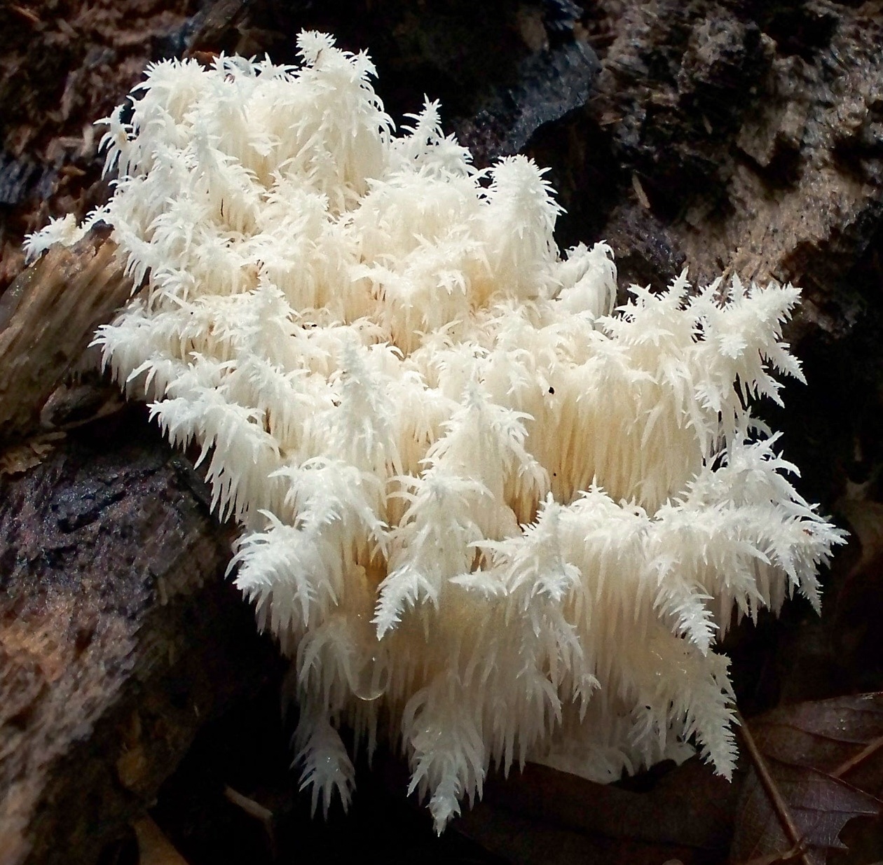2009-09-25_Hericium_coralloides_(Scop.)_Pers_58068_crop.jpg