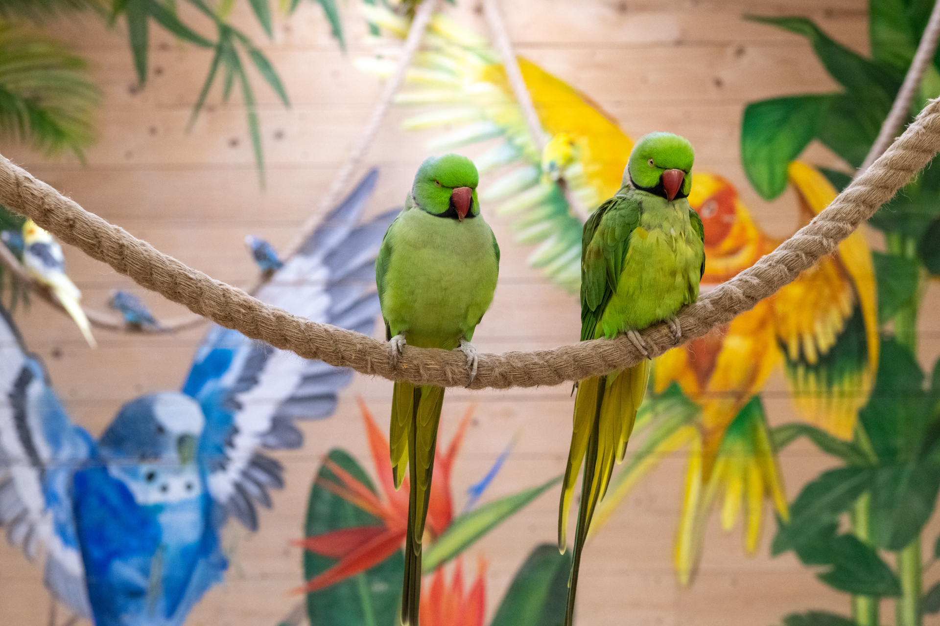 Зоофест 2.jpg