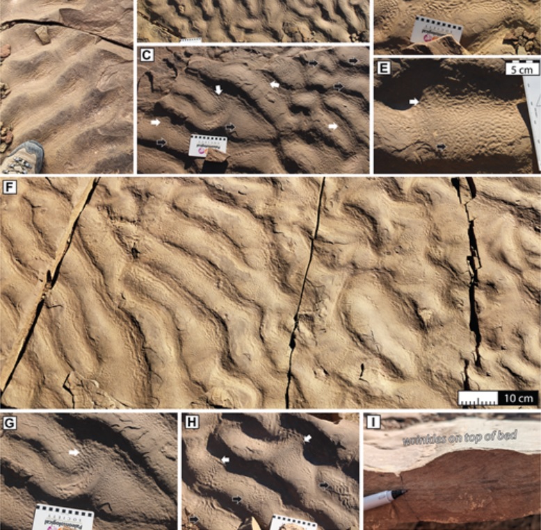 следы жизни