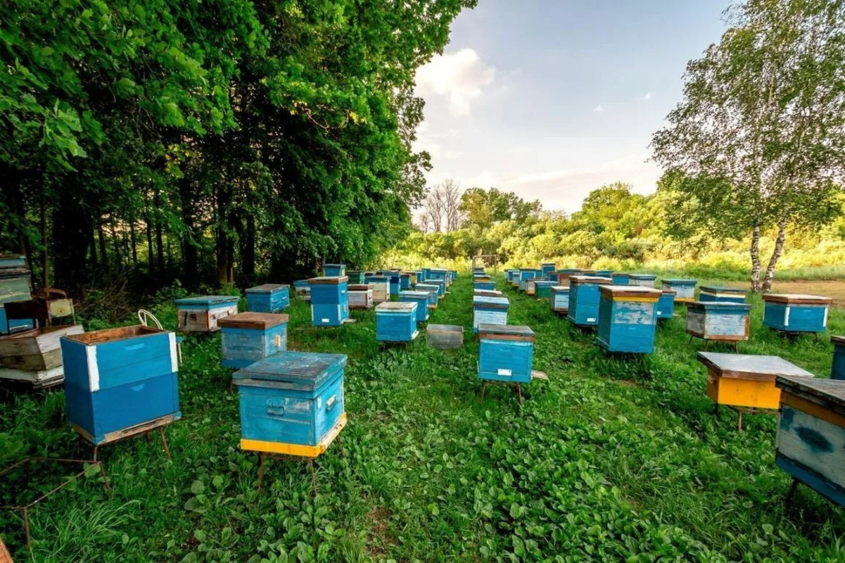 пасека