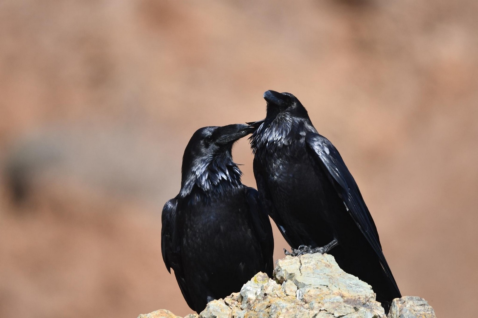 11-Пара воронов.jpg