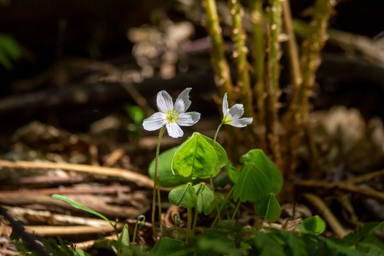 Кислица 2.jpg