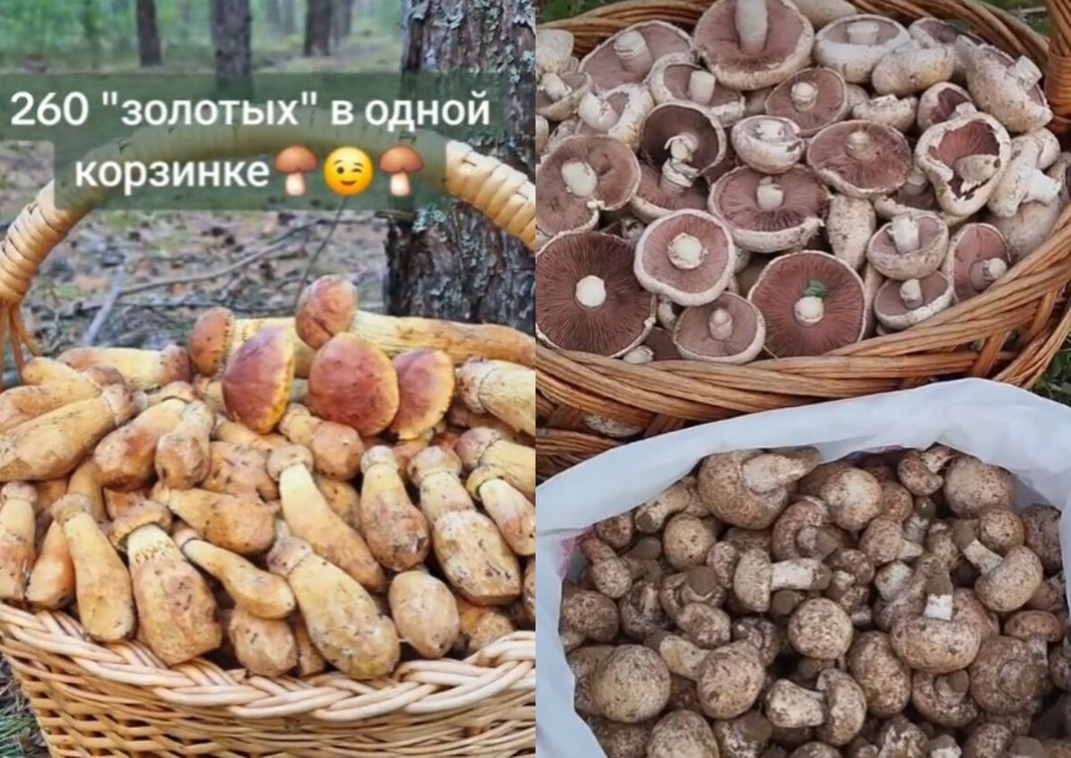 золотистые боровики и полевые шампиньоны