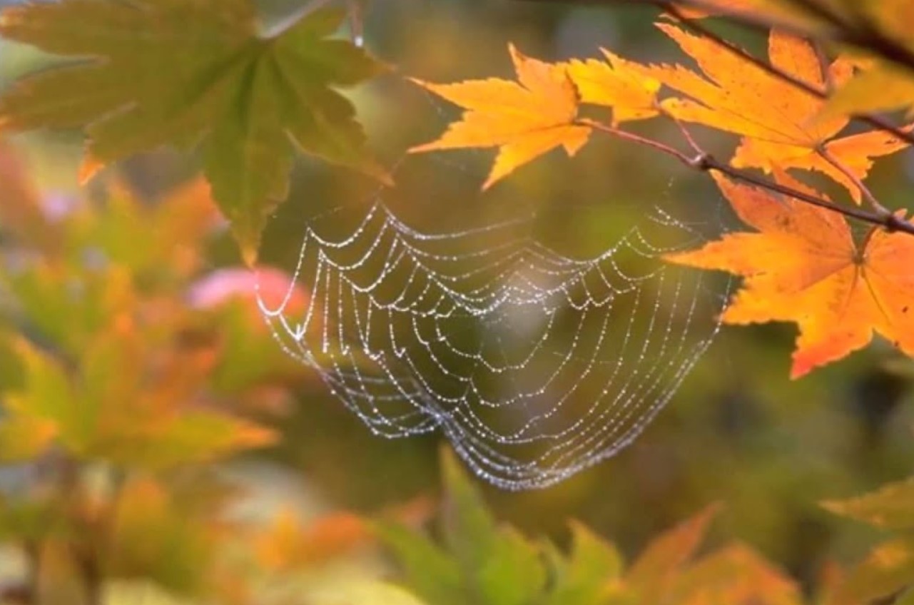 бабье лето бабье лето