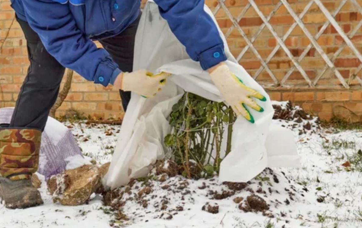 растения растения 2.jpg