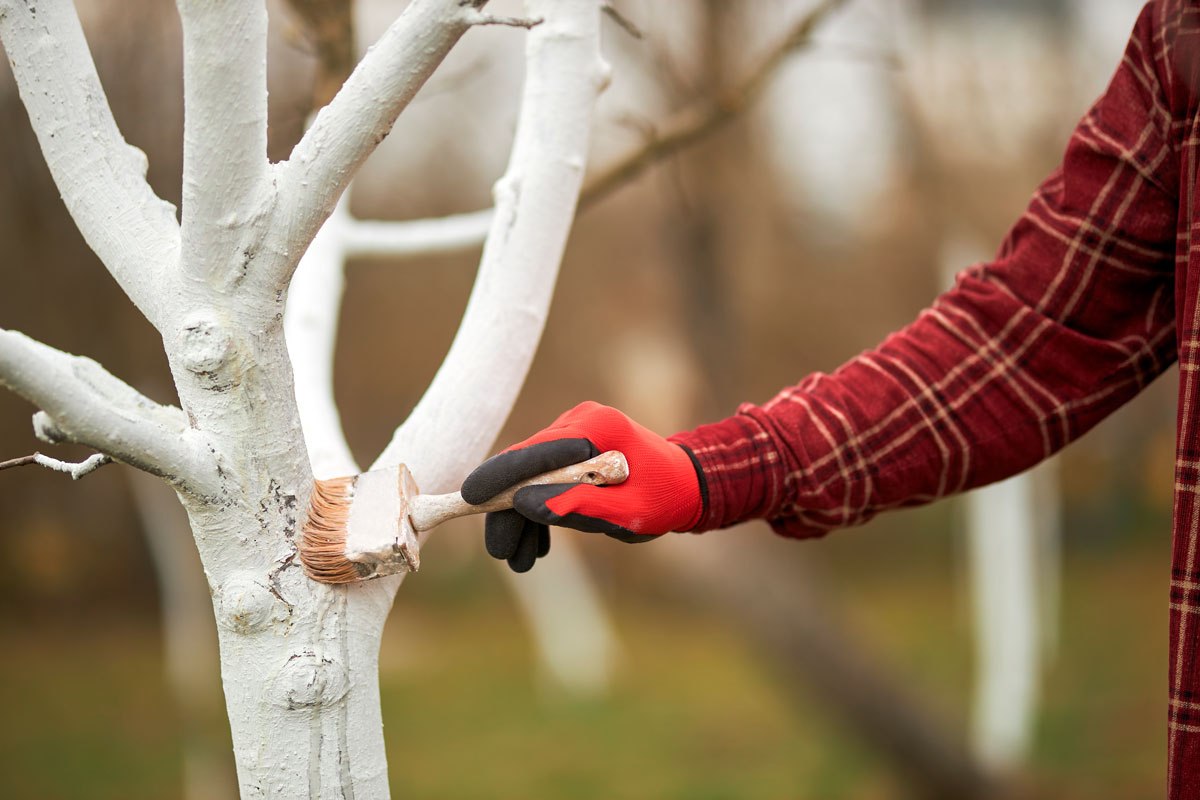 побелка дерева.jpg