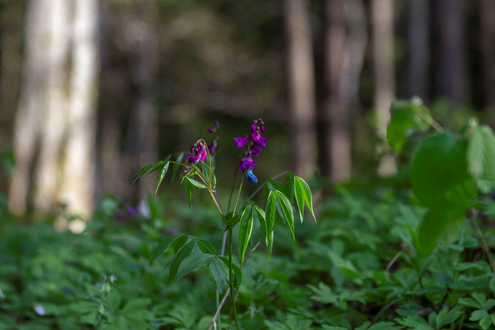 Сочевичник весенний 1.jpg