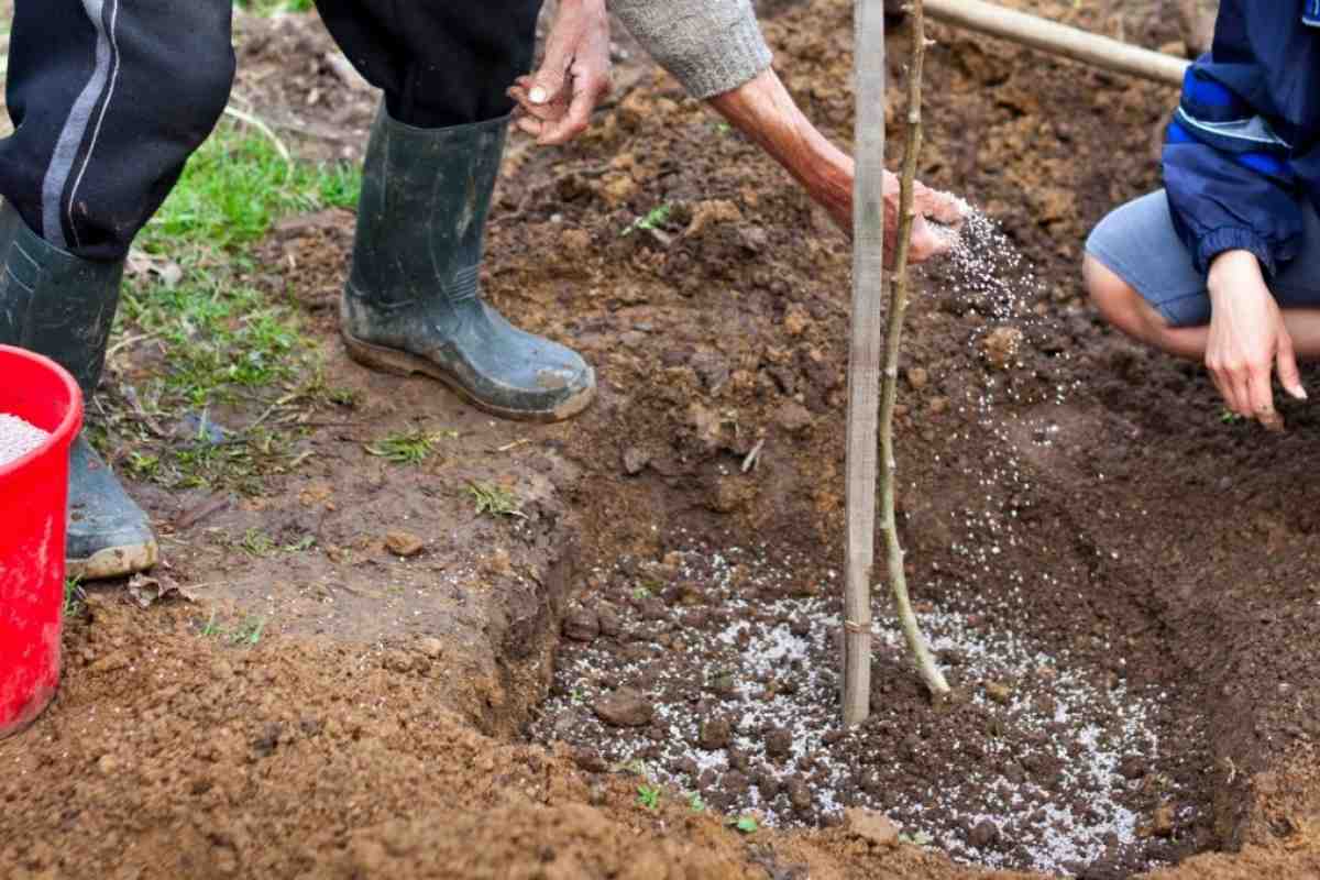 подкормка дерева подкормка дерева