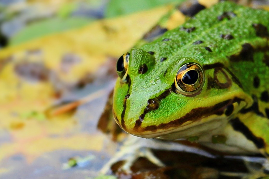 лягушка.jpg