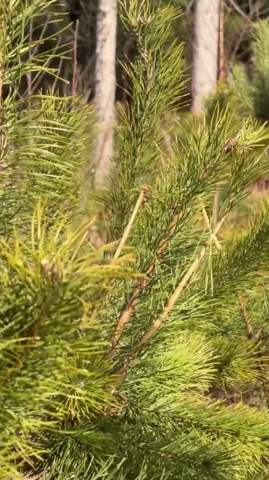 обглоданные ветки.png