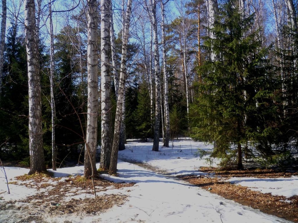 весенний лес