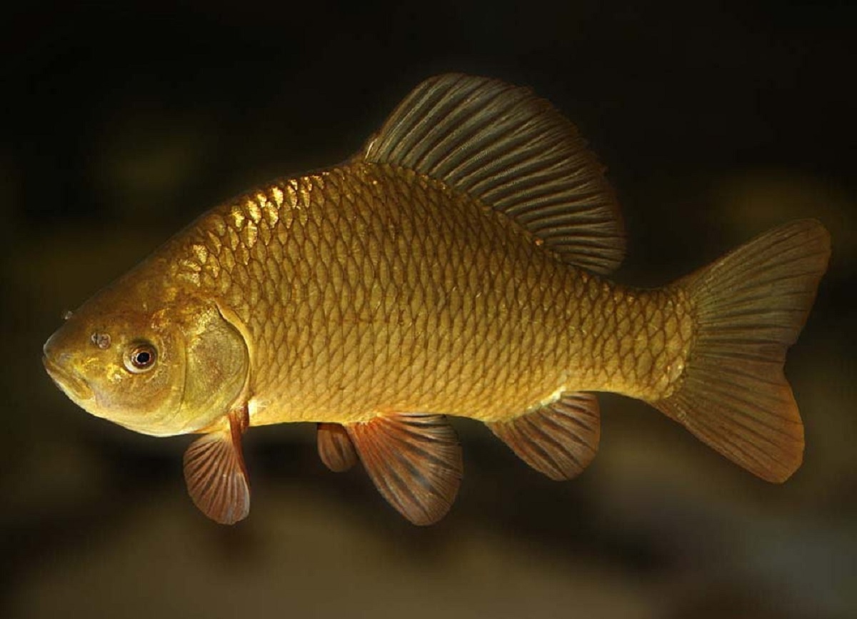 Золотой карась 