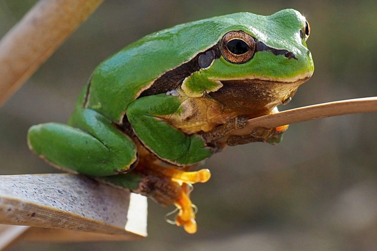 2-Квакша обыкновенная.jpg