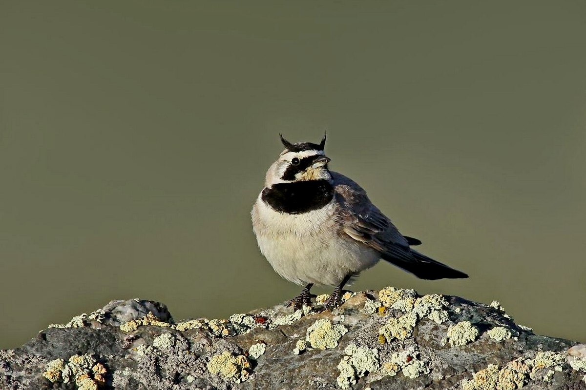 10-1-Рогатый жаворонок.jpg