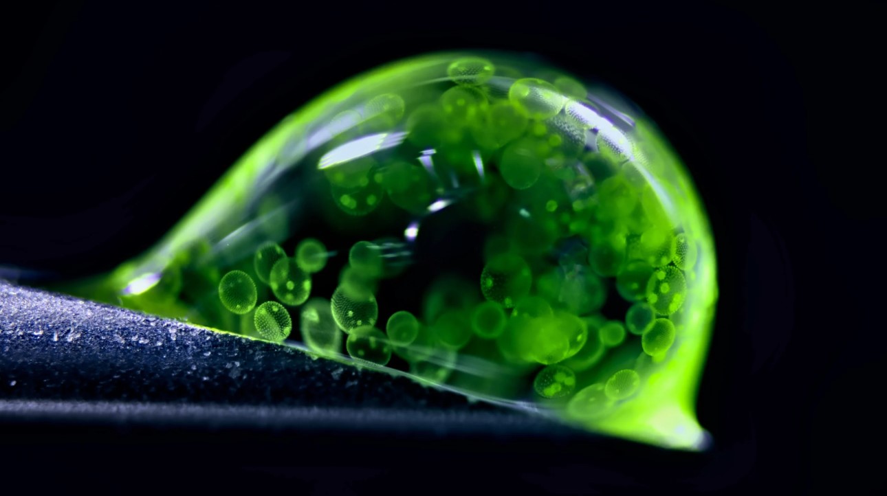 зеленая водоросль