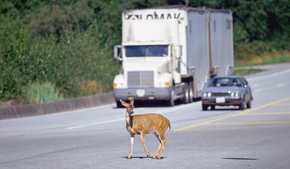 Животные на дороге 1.jpg