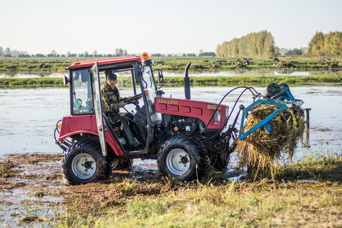 Рыбацкие сапоги до пояса и плавающие в воде трактора. Репортаж со сбора ...
