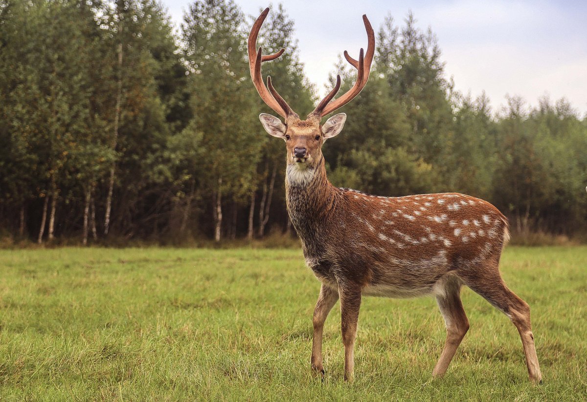 Пятнистый олень 