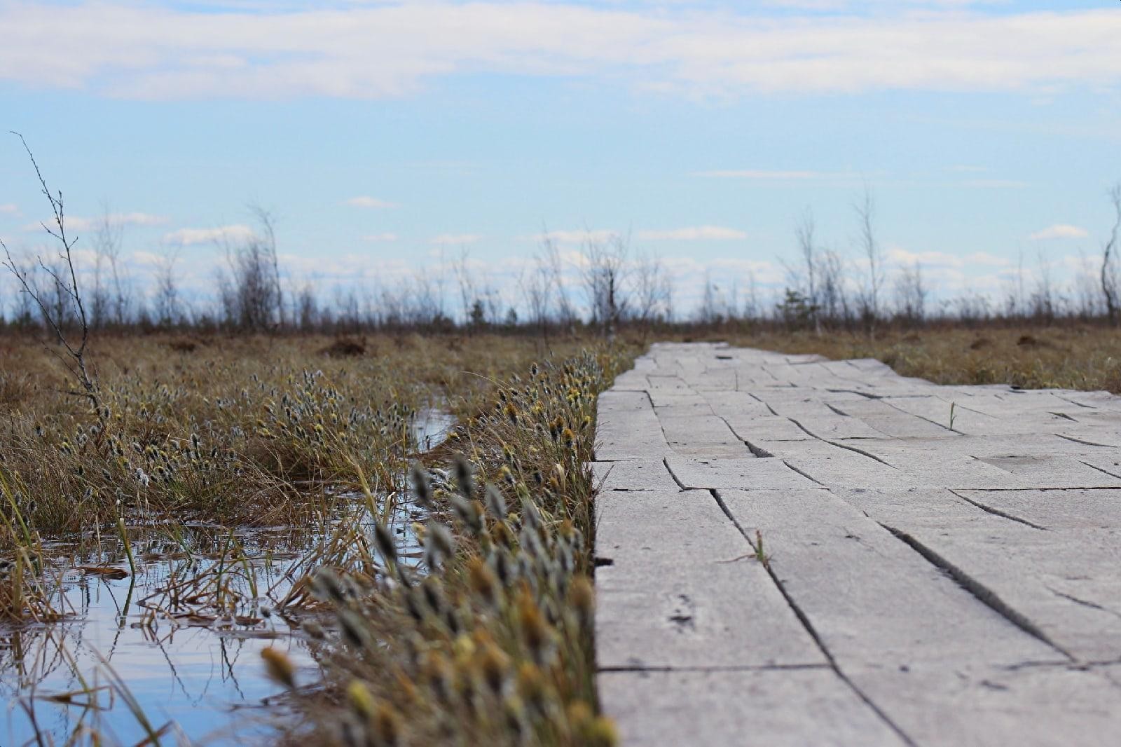 25-Экотропа на Ельне в марте..jpg