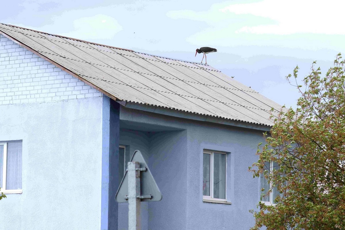 5-Черный аист на крыше.jpg