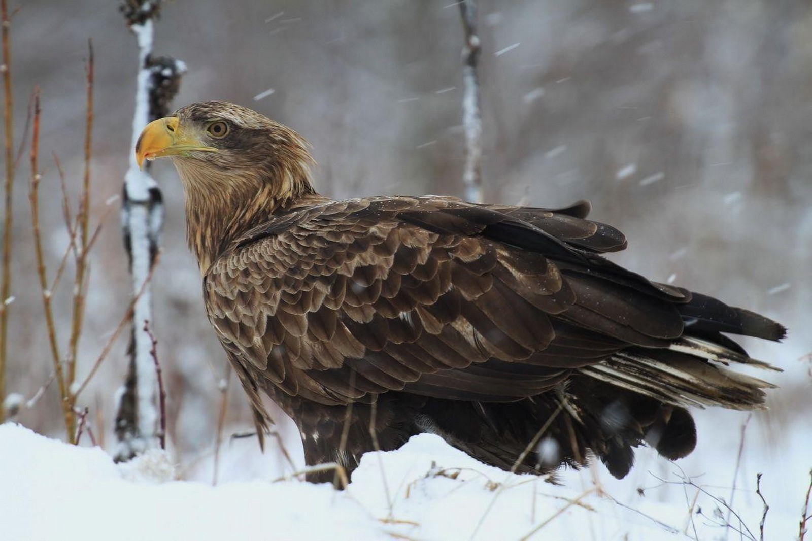 2-Орлан-белохвост в Полесском радиационно-экологическом заповеднике.jpg