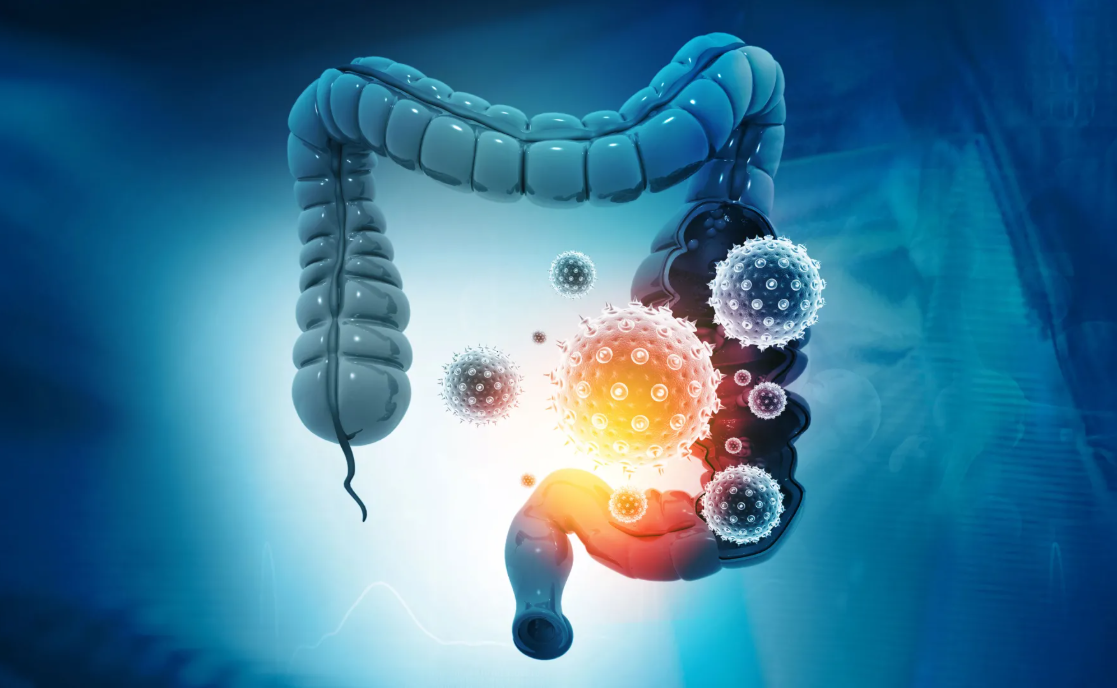 кишечник кишечник