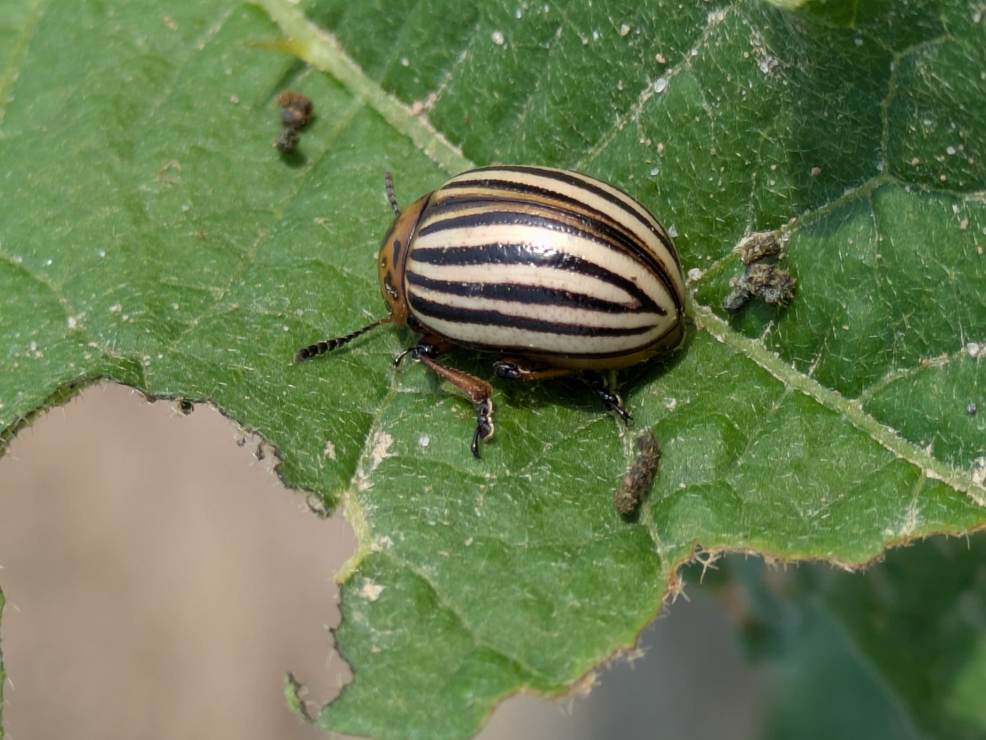 Колорадский жук 