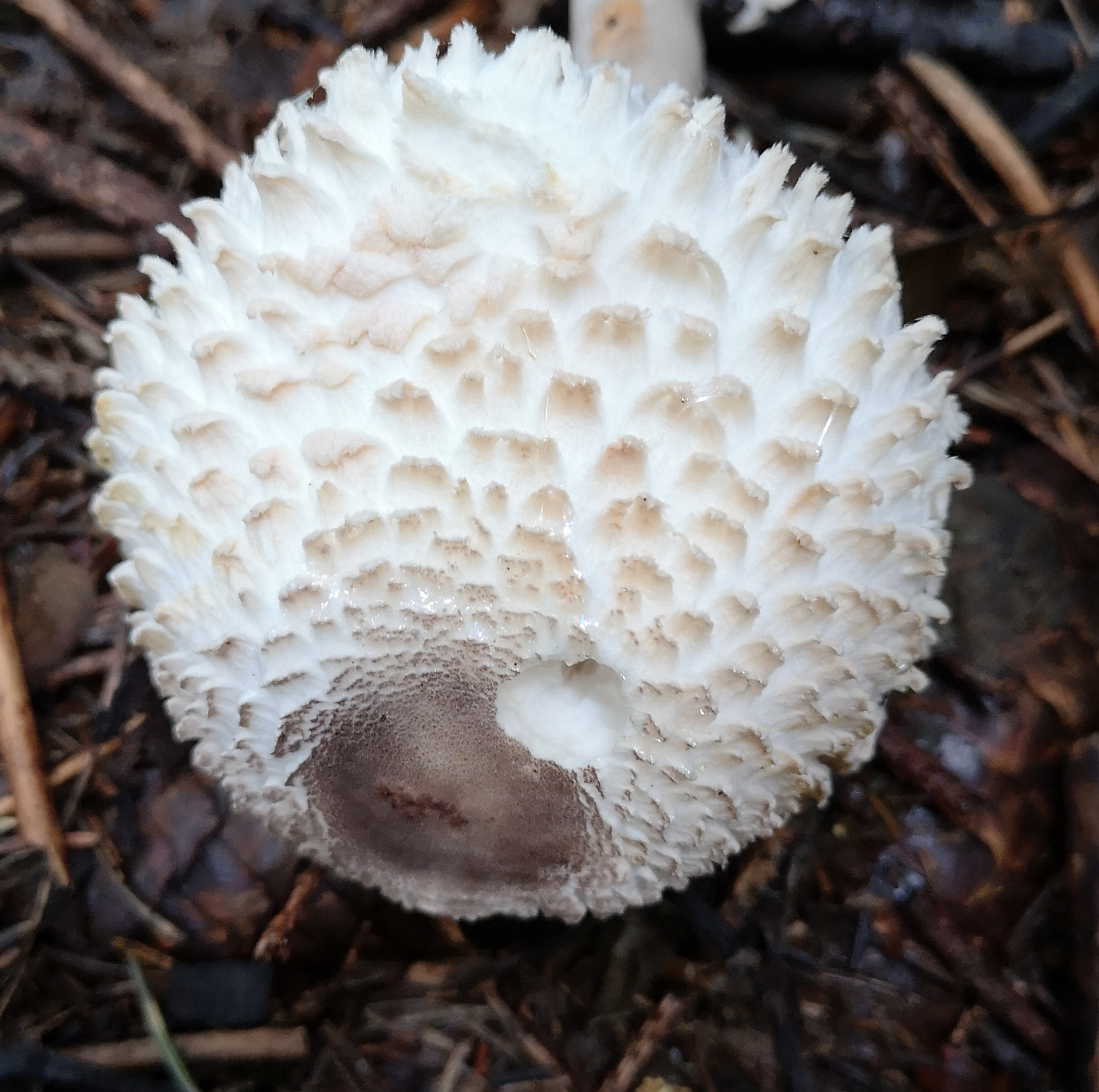 Leucoagaricus_nympharum1.jpg